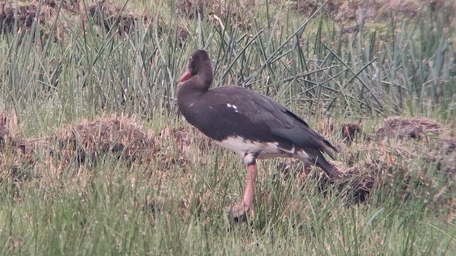 Spur-winged Goose (Southern) - ML626822231