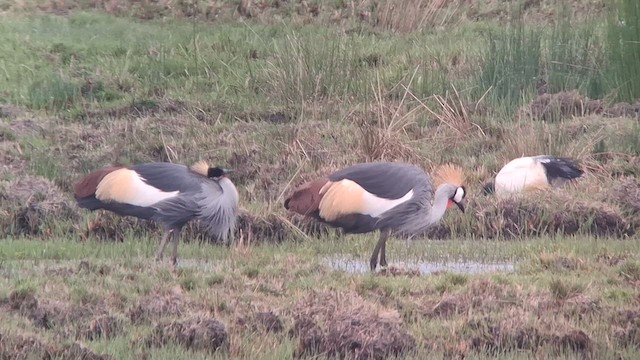 Gray Crowned-Crane - ML626822233