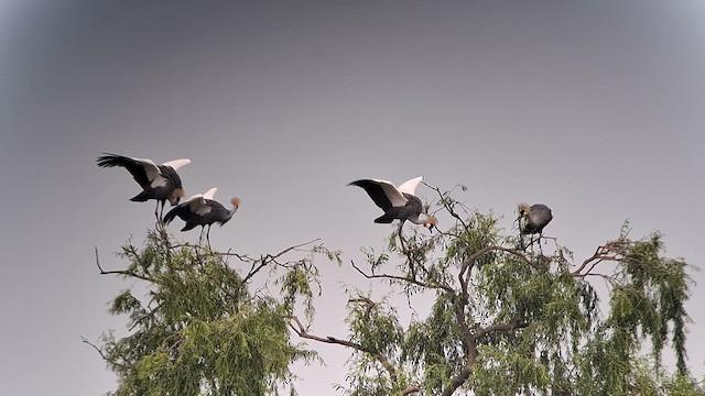 Gray Crowned-Crane - ML626822234