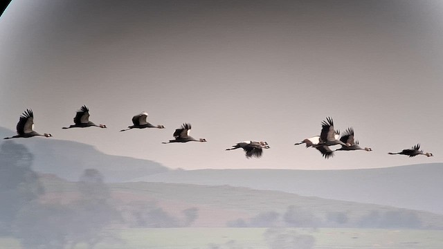 Gray Crowned-Crane - ML626822237