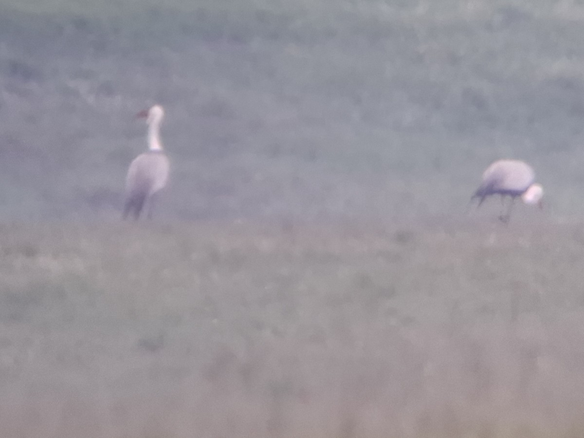 Wattled Crane - ML626822238