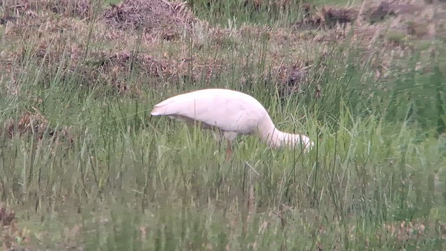African Spoonbill - ML626822277