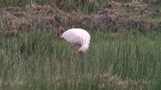 African Spoonbill - ML626822278