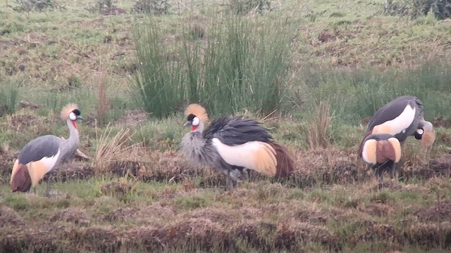Gray Crowned-Crane - ML626822281