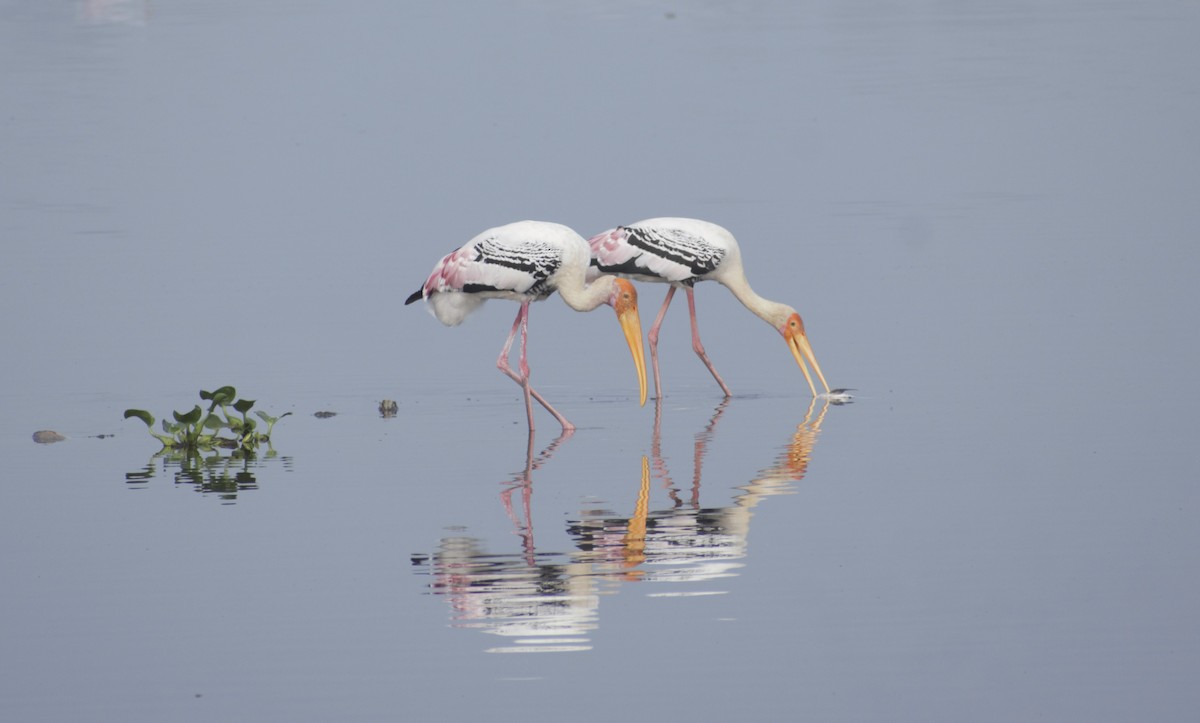 Painted Stork - ML626822303