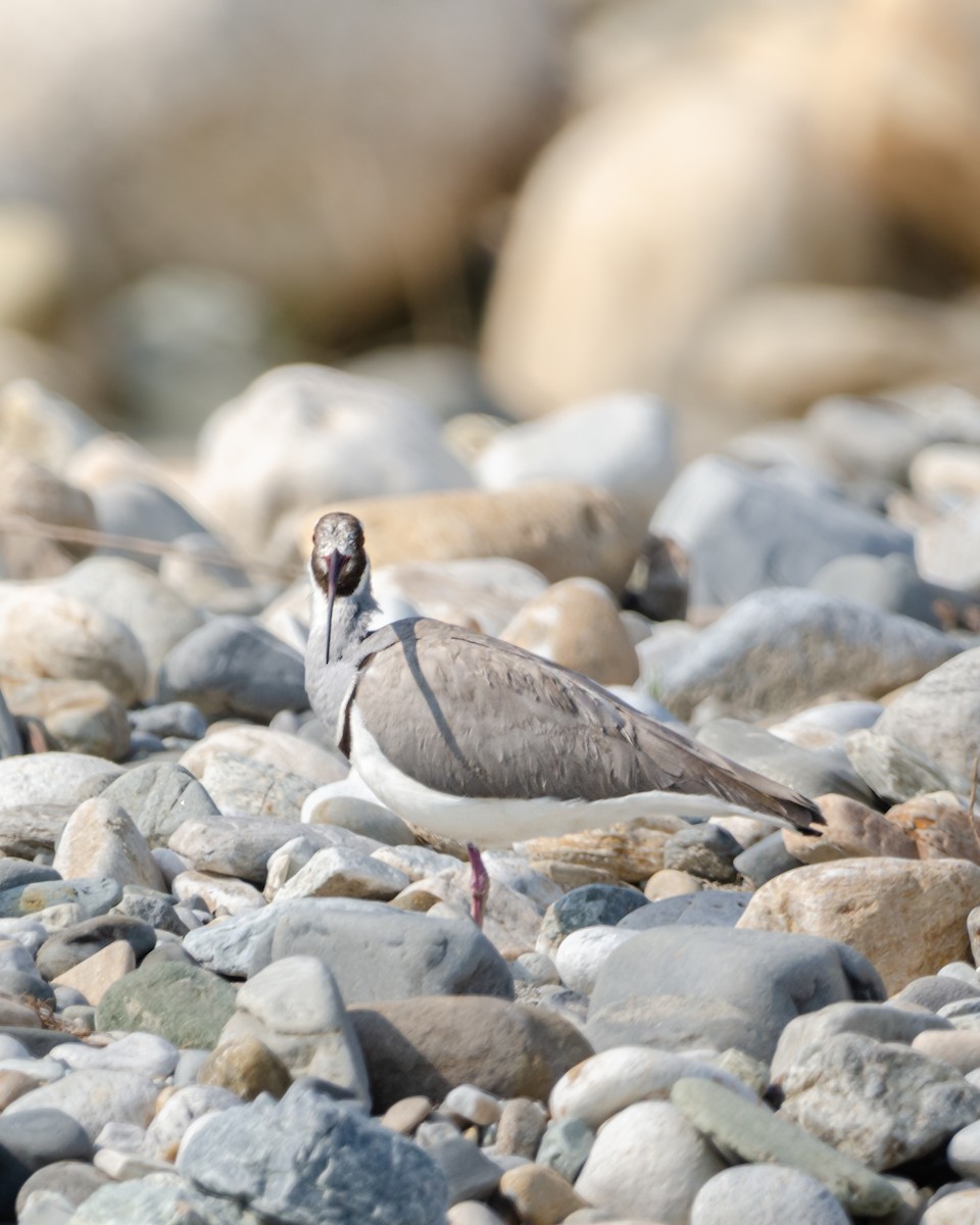 Ibisbill - ML626822340