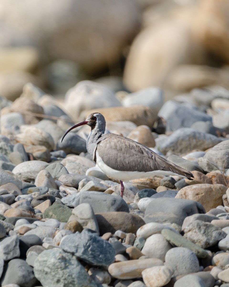 Ibisbill - ML626822341