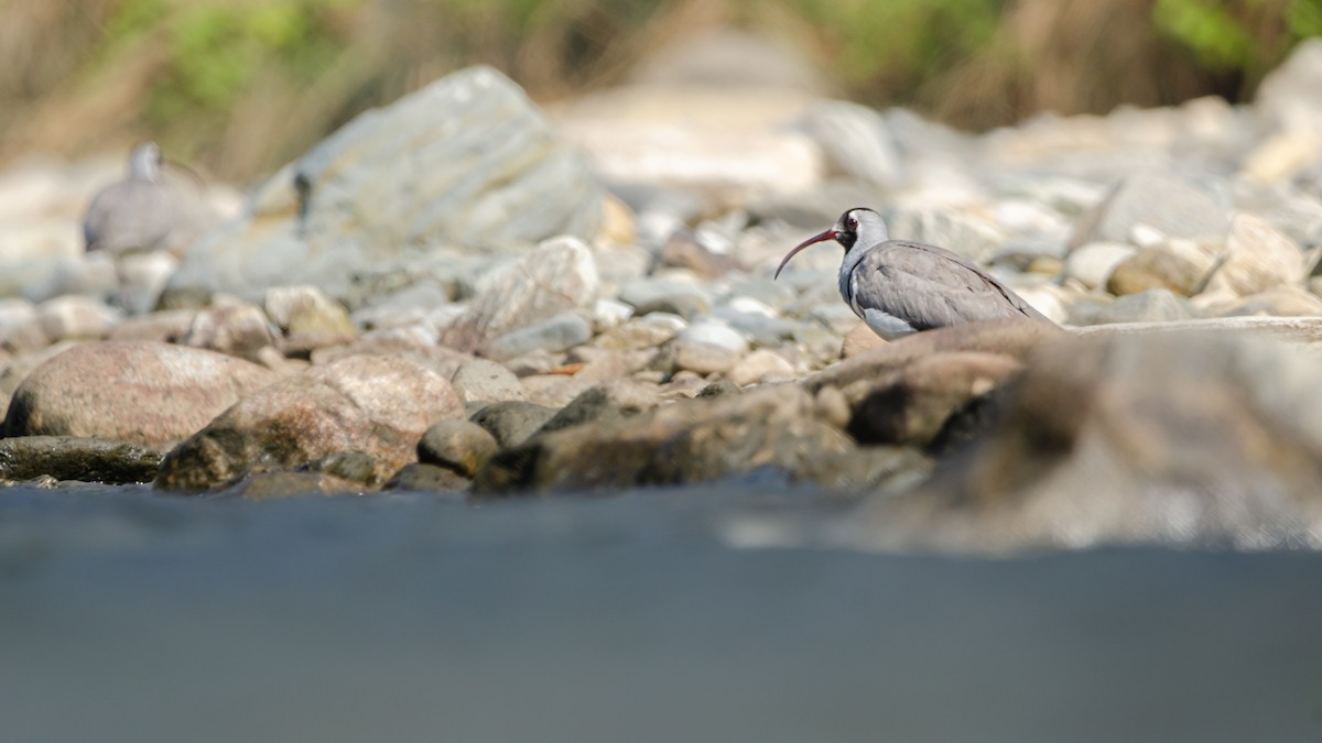 Ibisbill - ML626822342