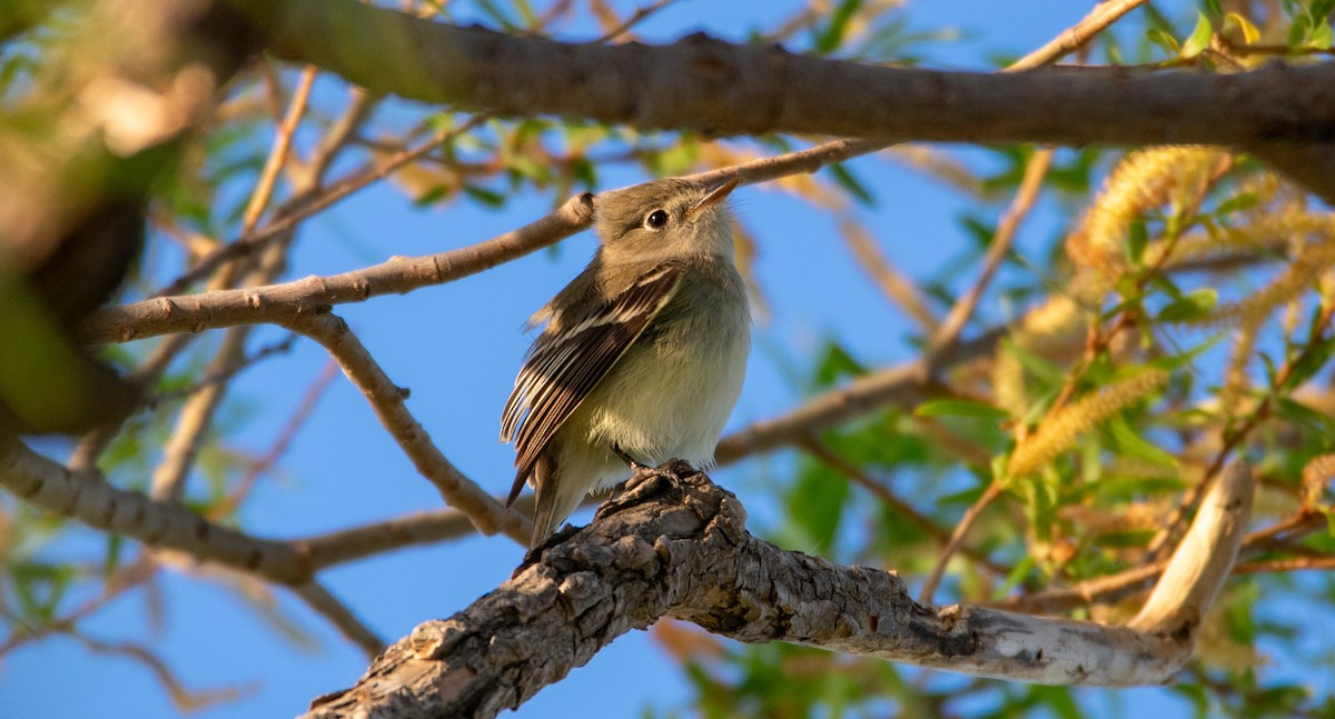 Least Flycatcher - ML626822542