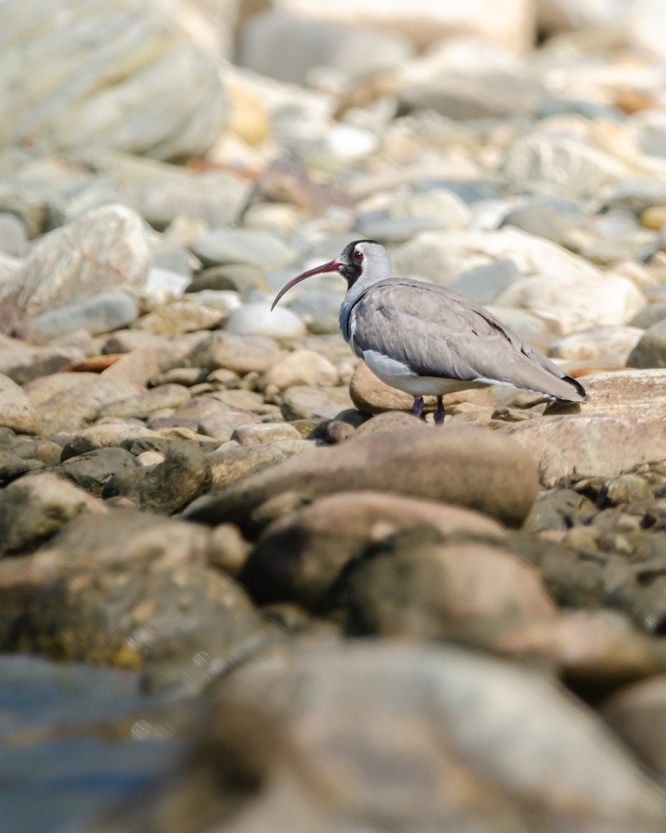 Ibisbill - ML626822545