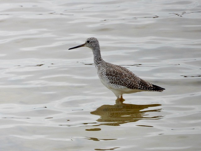 Greater Yellowlegs - ML626822602