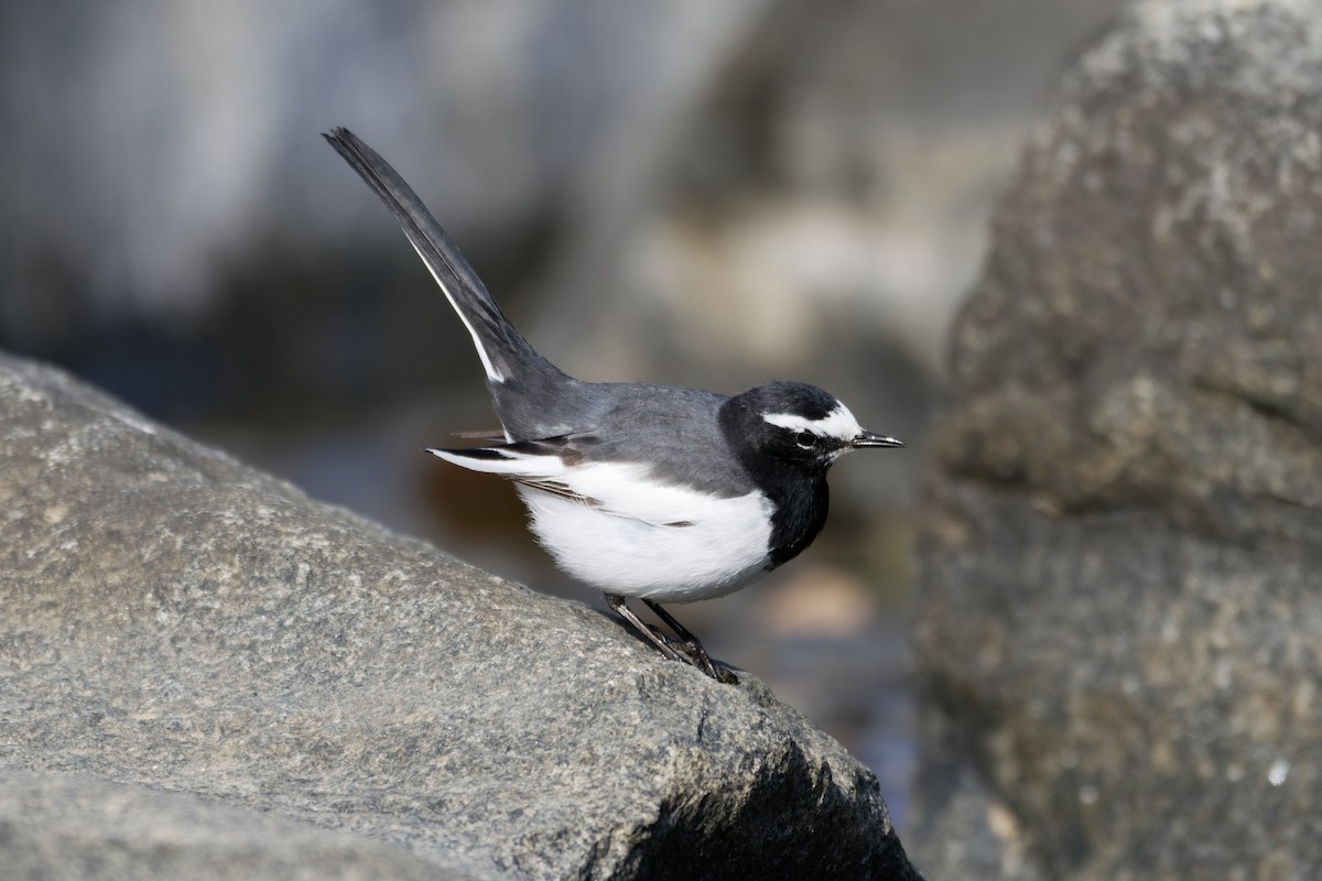 eBird Checklist - 16 Dec 2017 - Seocheon, Gwangyang-eup - 8 species