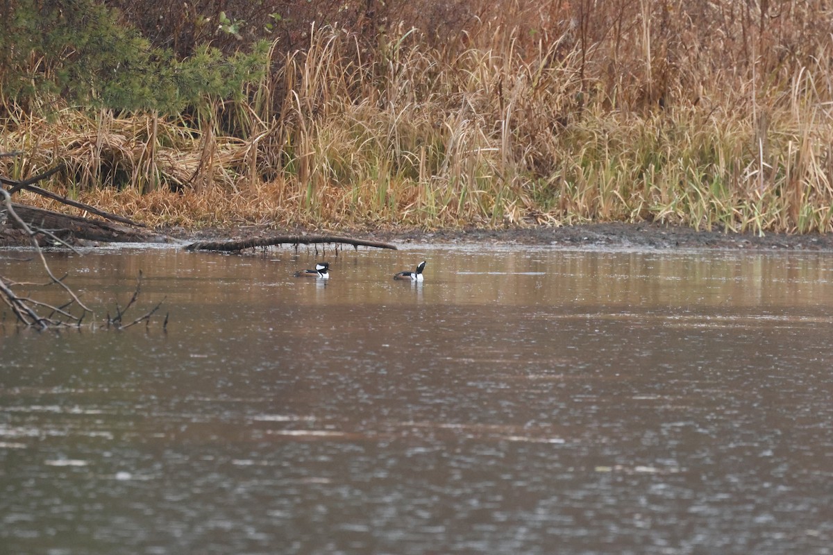 Hooded Merganser - ML626822675