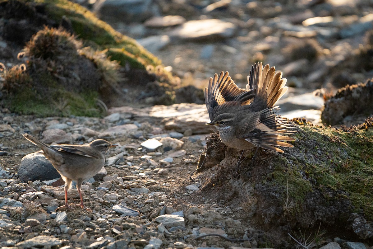 Buff-winged Cinclodes - ML626822690