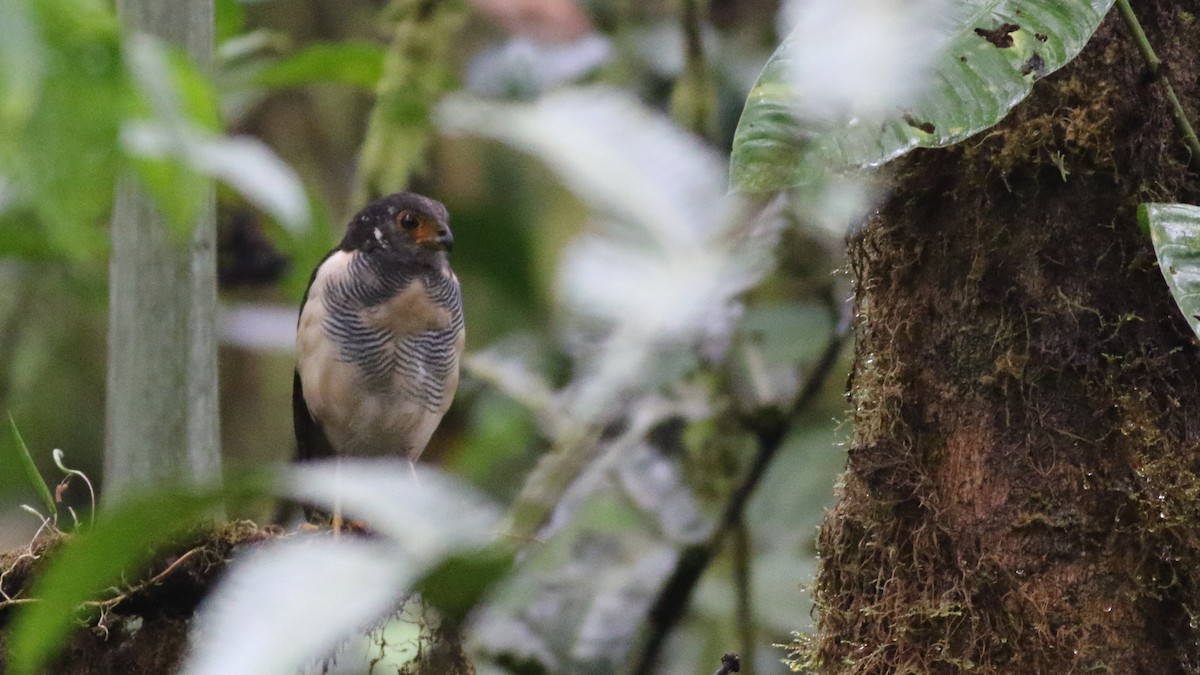 Barred Forest-Falcon - ML626822879