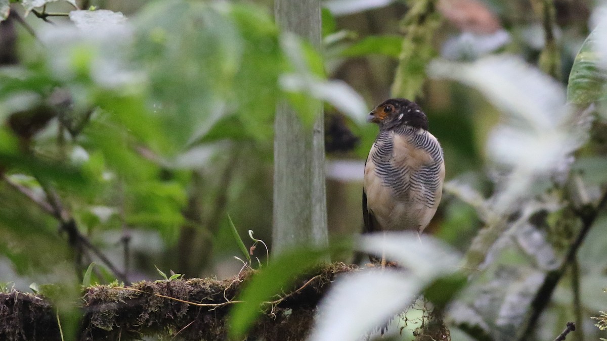 Barred Forest-Falcon - ML626822880