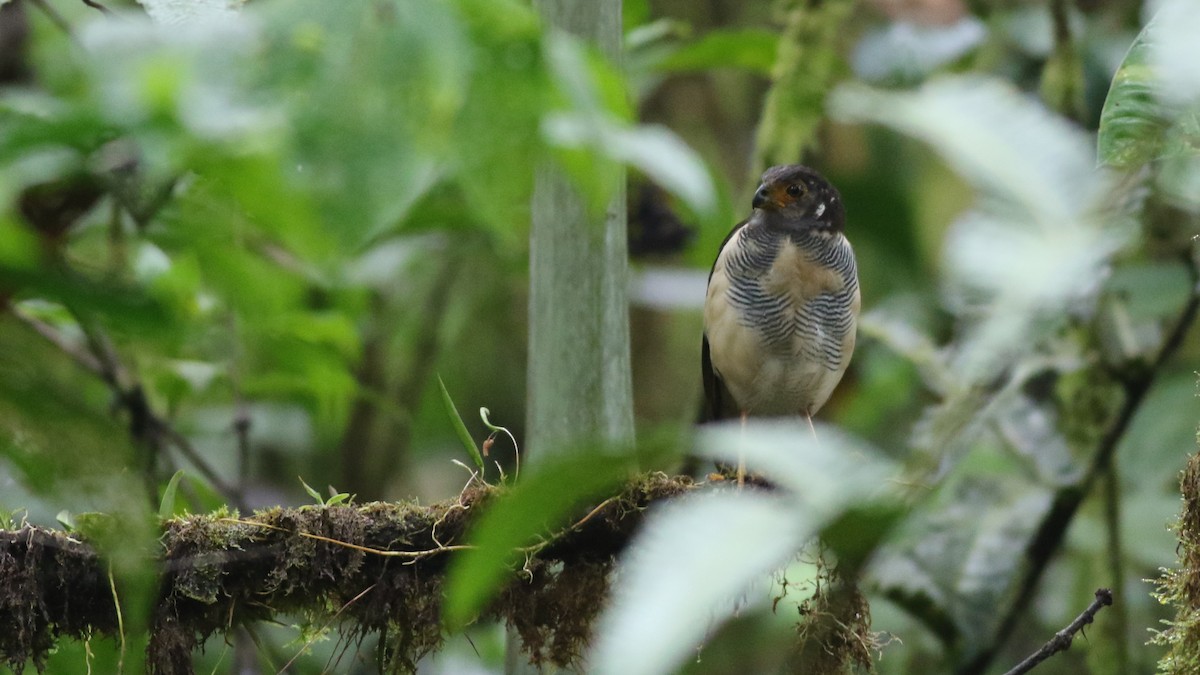 Barred Forest-Falcon - ML626822881