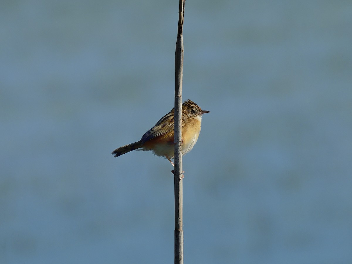Zitting Cisticola - ML626823126