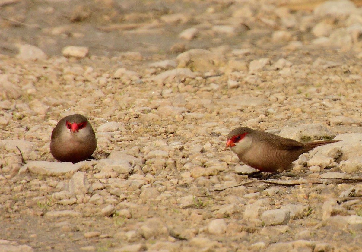 Common Waxbill - ML626823140