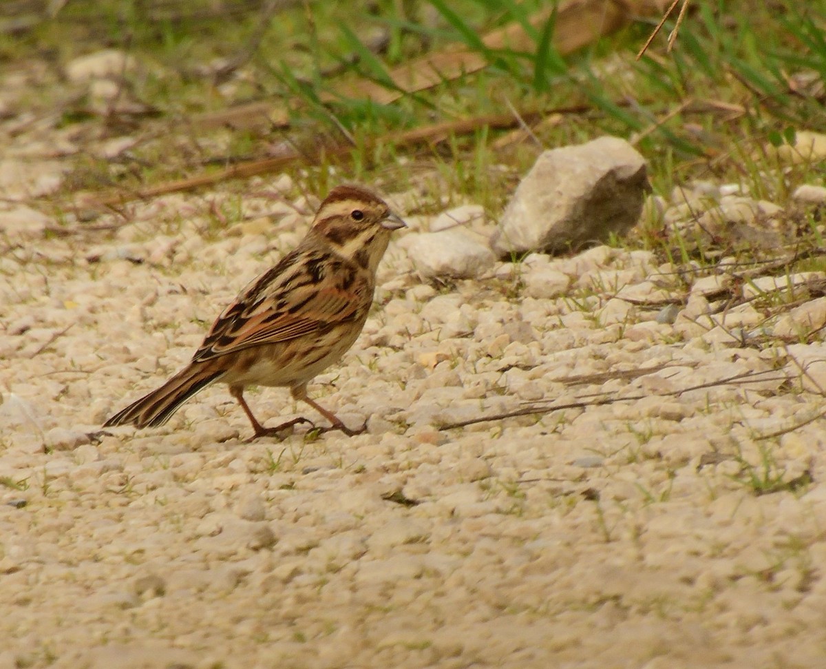 Reed Bunting - ML626823202