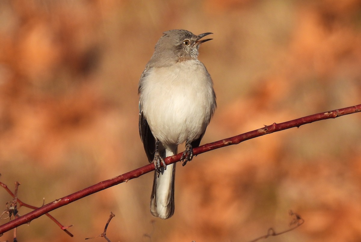 Northern Mockingbird - ML626823220