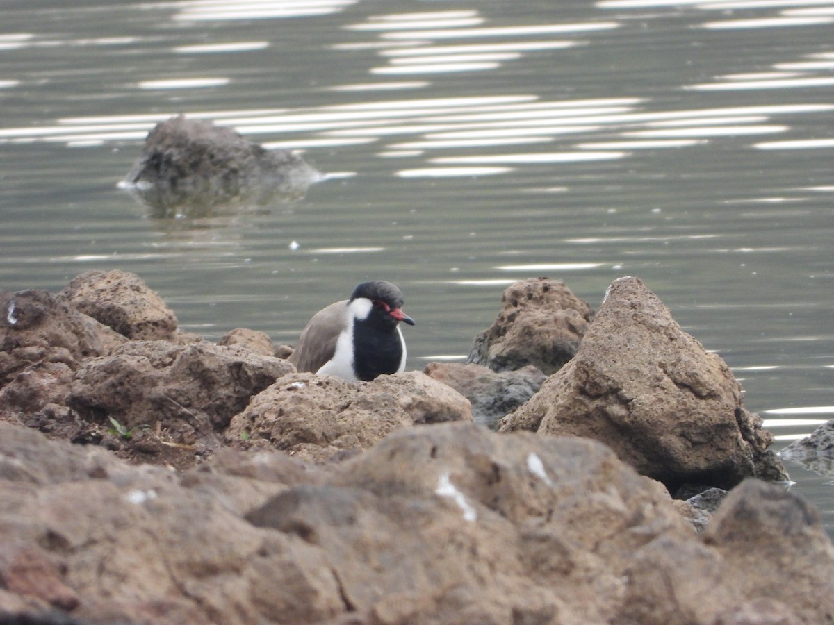 Red-wattled Lapwing - ML626823391