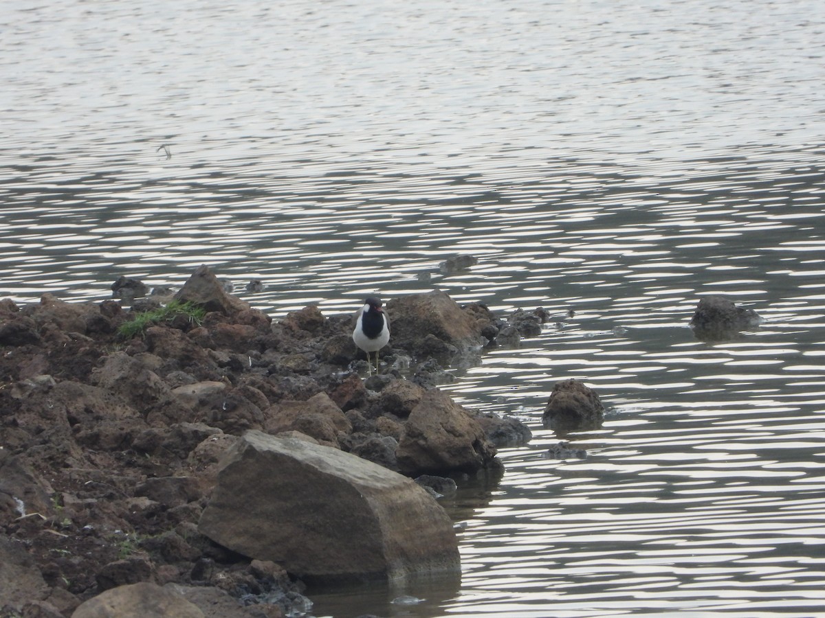 Red-wattled Lapwing - ML626823392