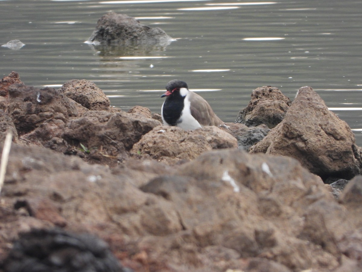 Red-wattled Lapwing - ML626823393