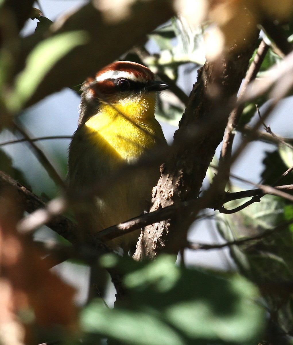 Rufous-capped Warbler (rufifrons Group) - ML626823559