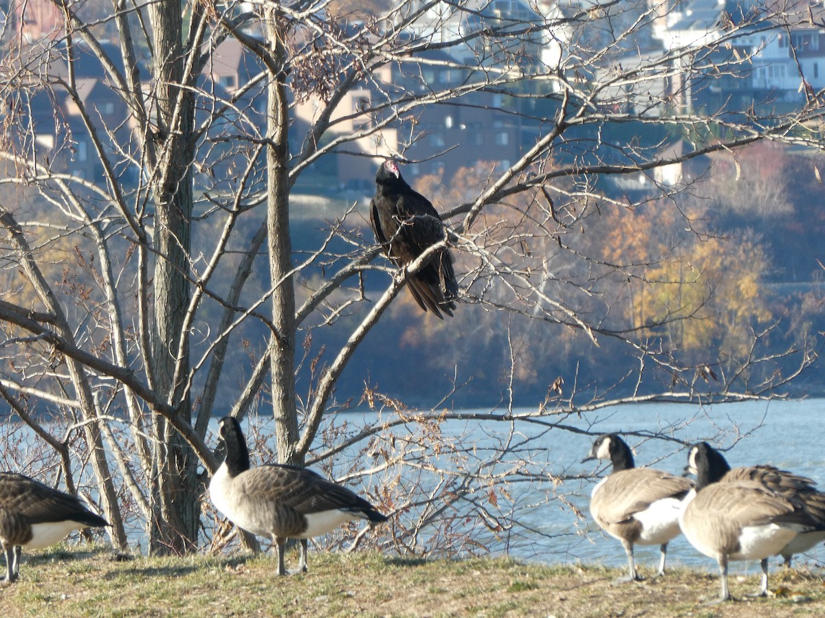 Turkey Vulture - ML626823604