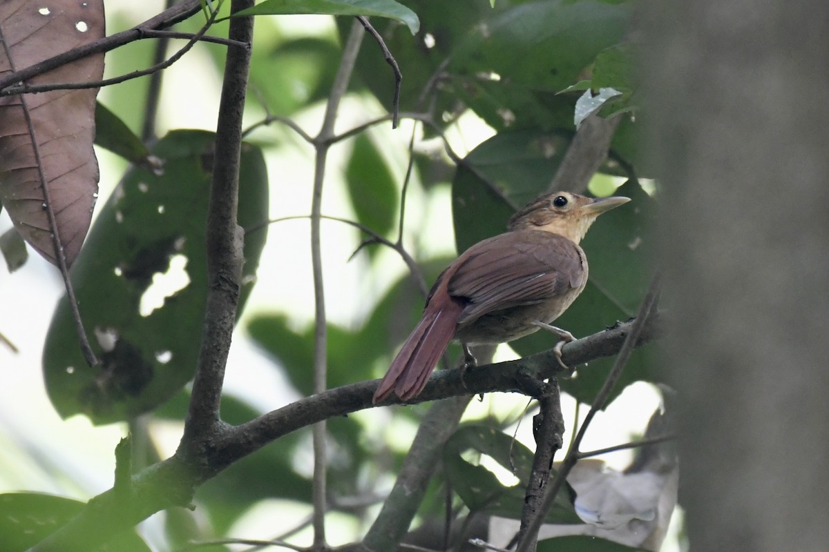 Ochre-throated Foliage-gleaner - ML626823695