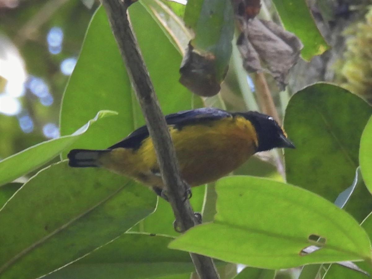 Orange-bellied Euphonia - ML626823975