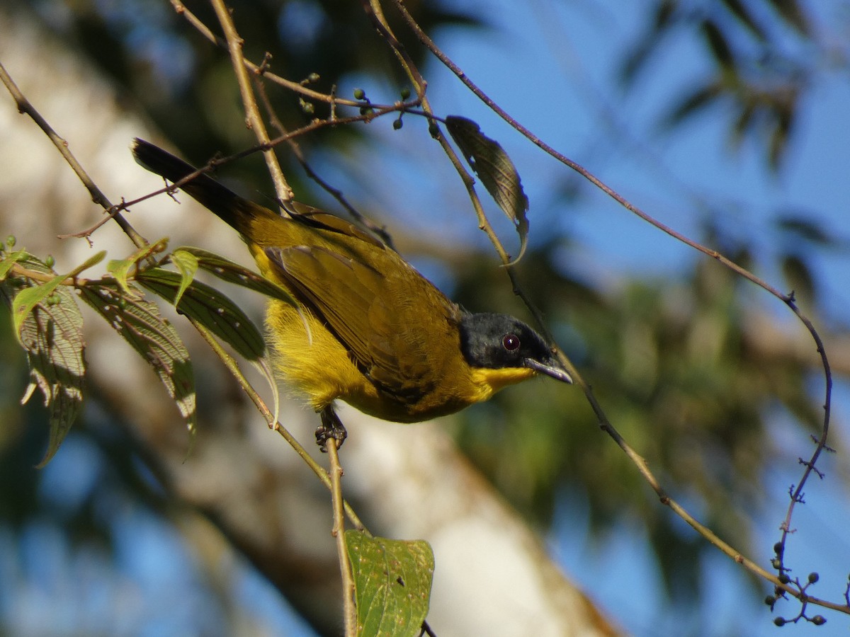 Black-capped Bulbul - ML626823988