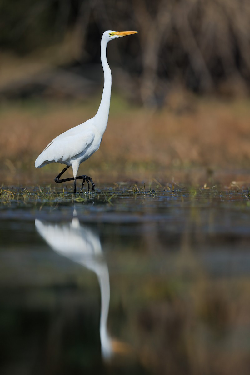 Great Egret - ML626824073