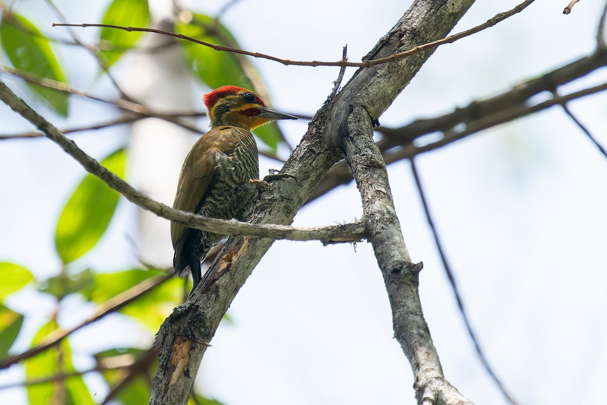 Carpintero Cejigualdo - ML626824137