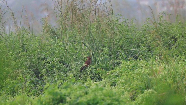 Lesser Coucal - ML626824826