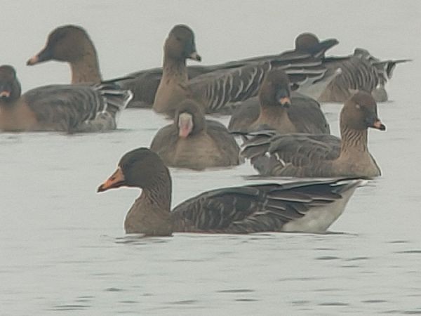 Тайгын буурал галуу - ML626824898