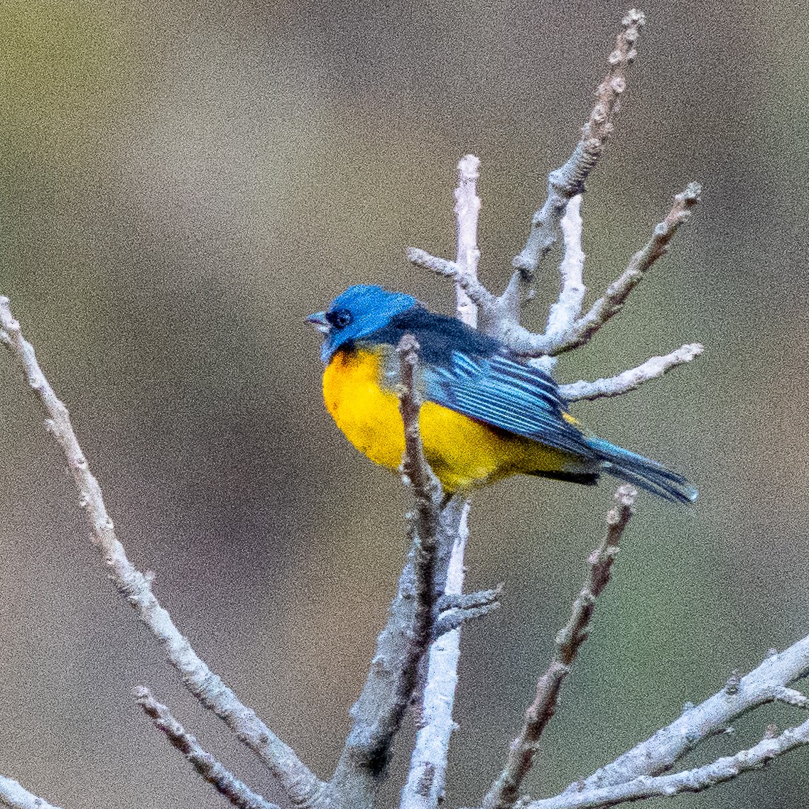Blue-and-yellow Tanager - ML626825060