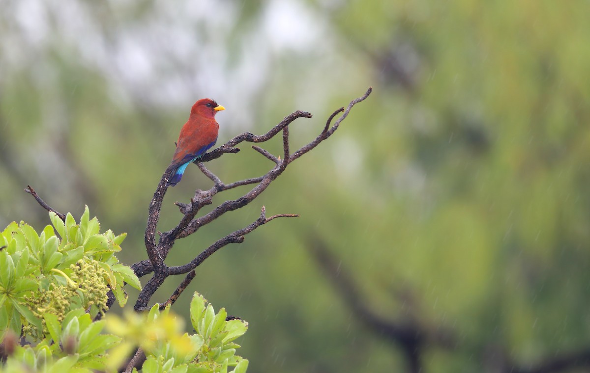 Broad-billed Roller - ML626825209