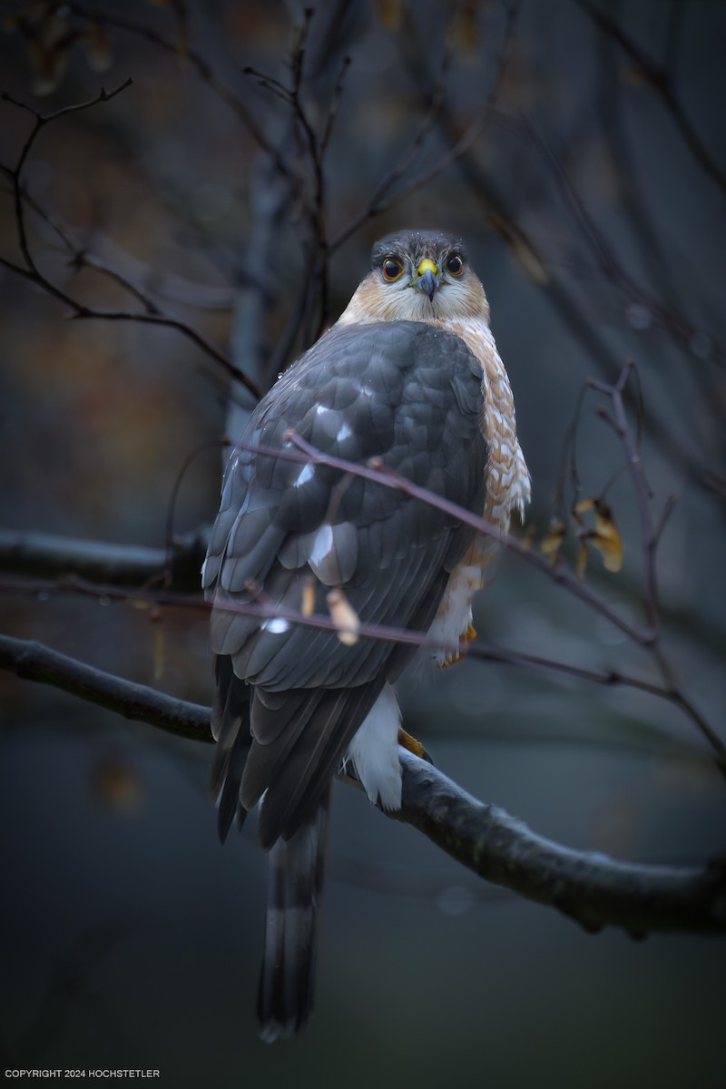 Sharp-shinned Hawk - ML626825385