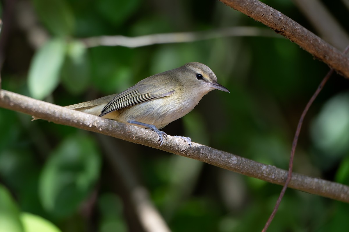 Noronha Vireo - ML626825501