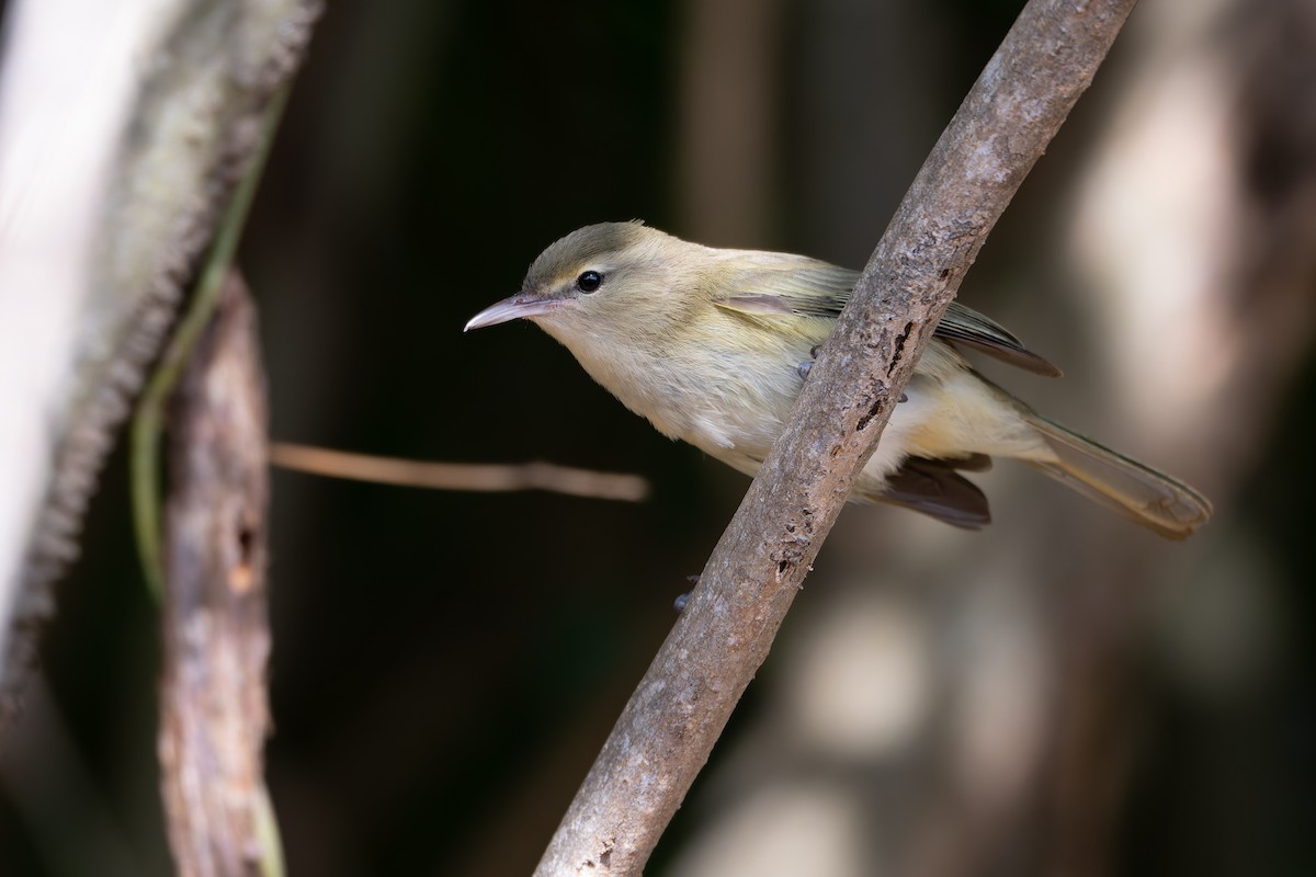 Noronha Vireo - ML626825502