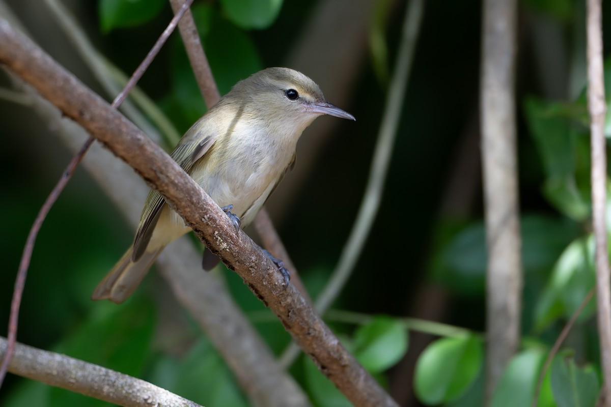Noronha Vireo - ML626825503