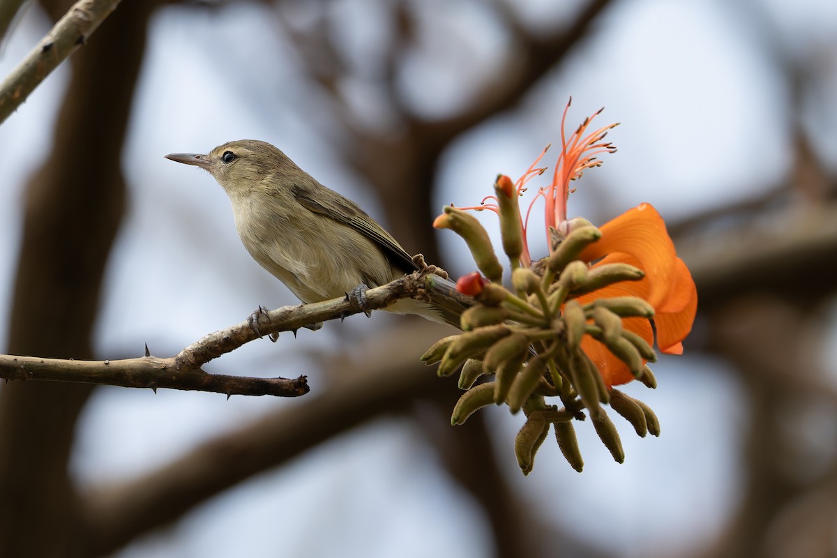 Noronha Vireo - ML626825674