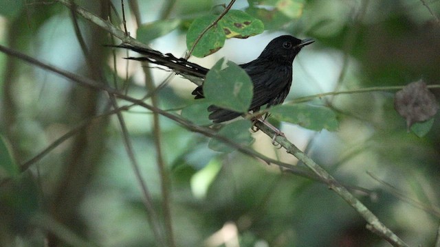 White-rumped Shama (White-rumped) - ML626825712