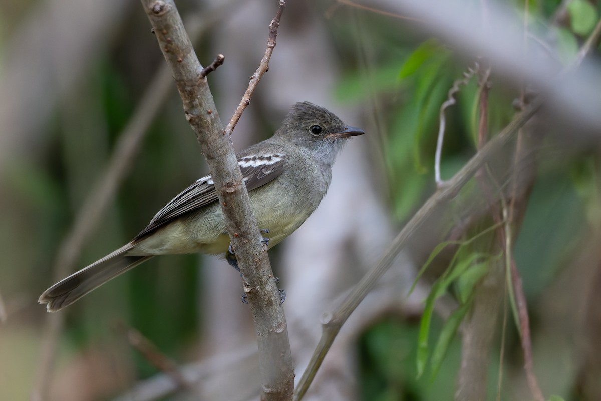 Noronha Elaenia - ML626825763