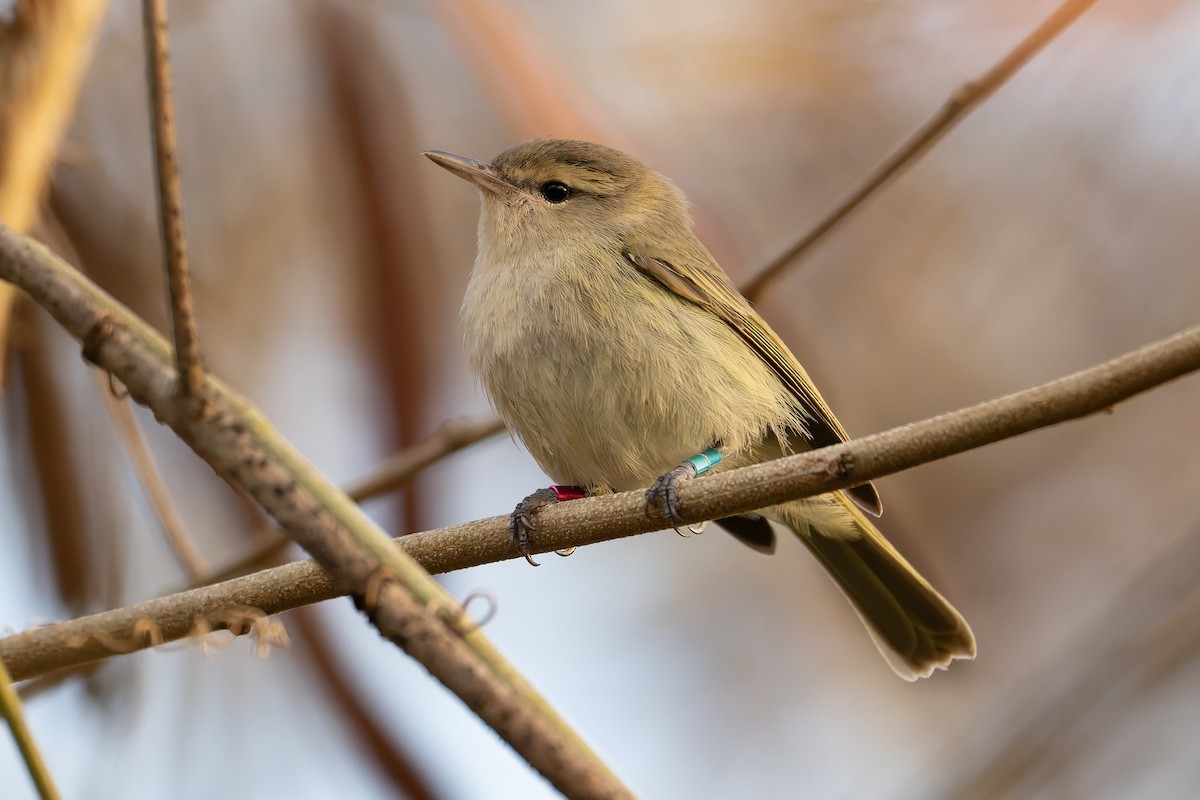 Noronha Vireo - ML626825770