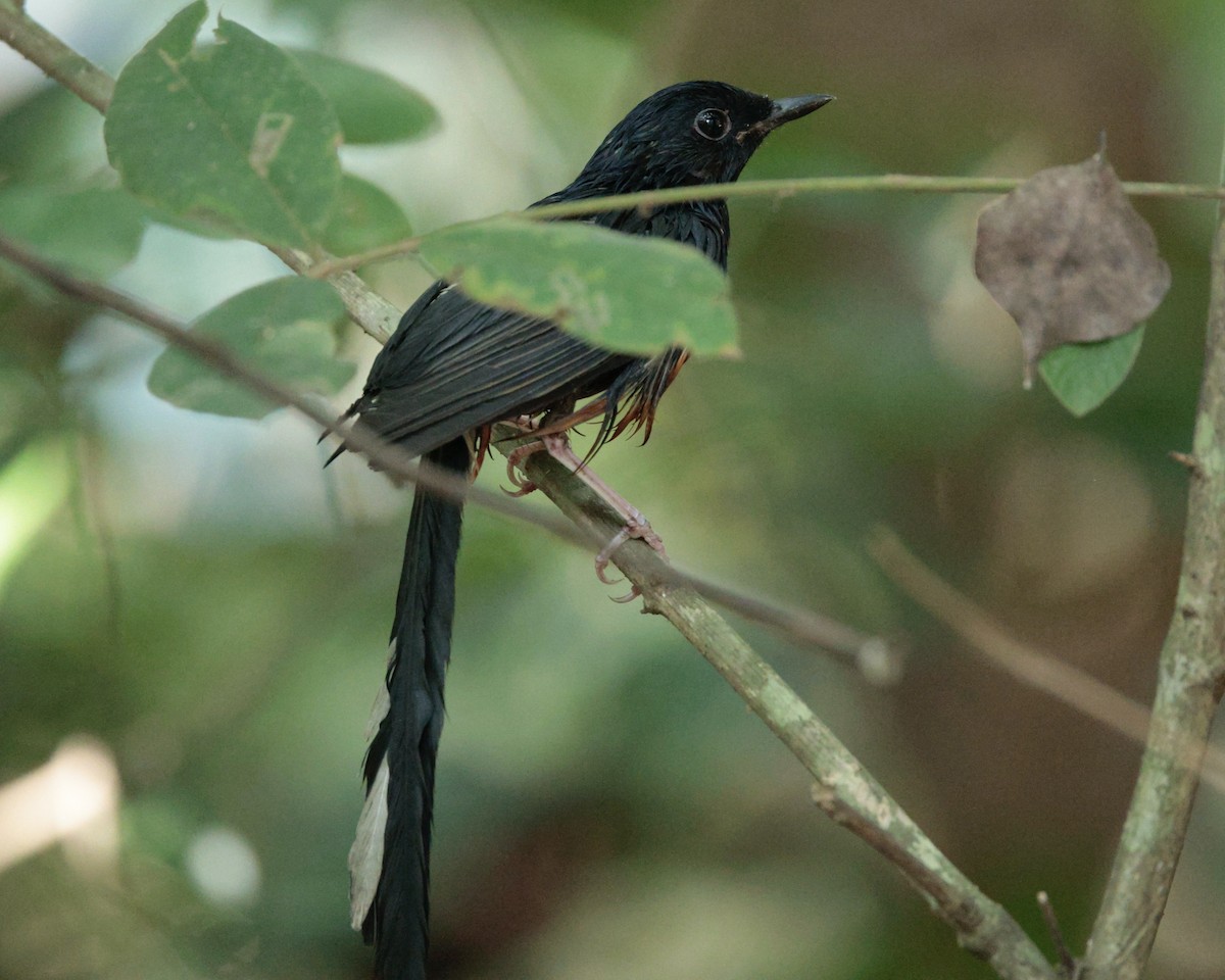 White-rumped Shama (White-rumped) - ML626825779