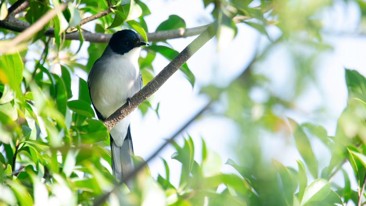 Black-headed Sibia - ML626825793