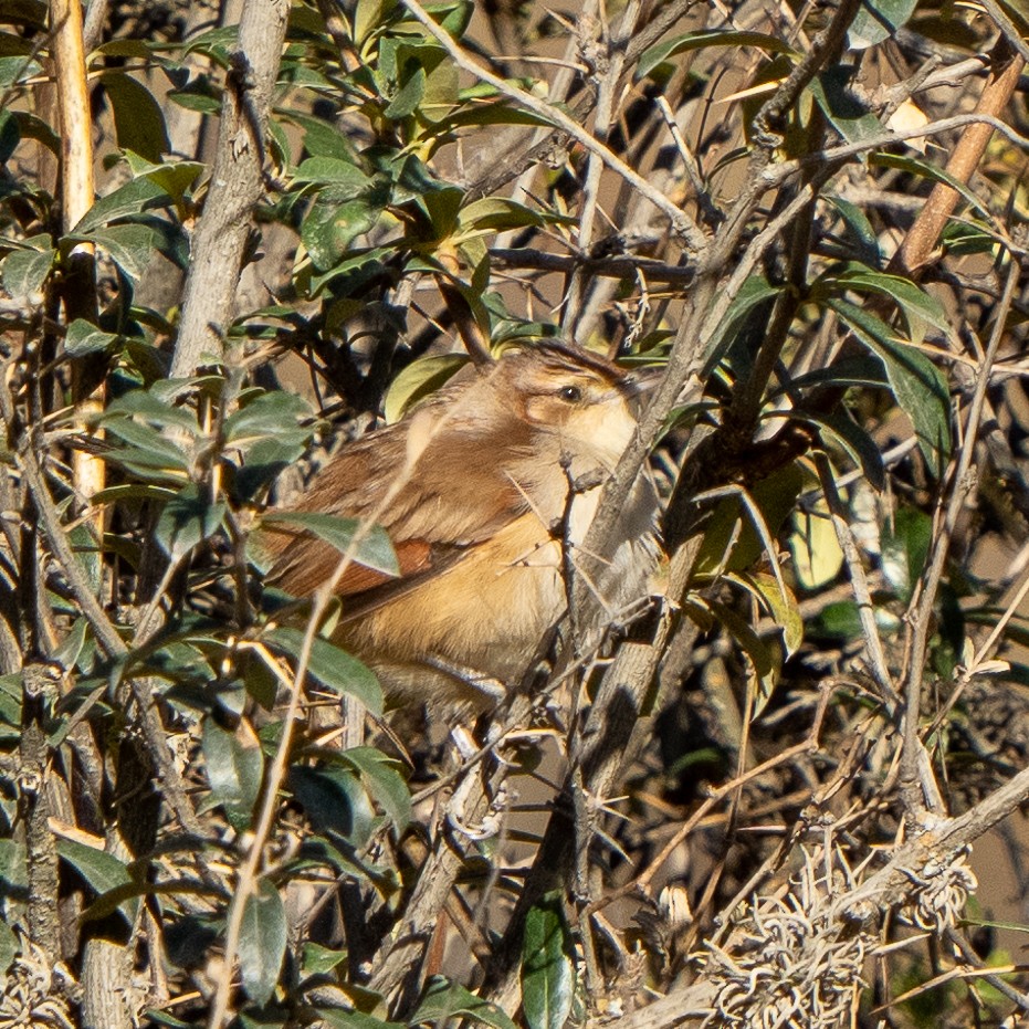 Streak-fronted Thornbird - ML626825928